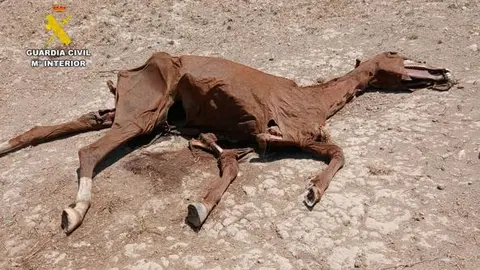Caballo muerto.