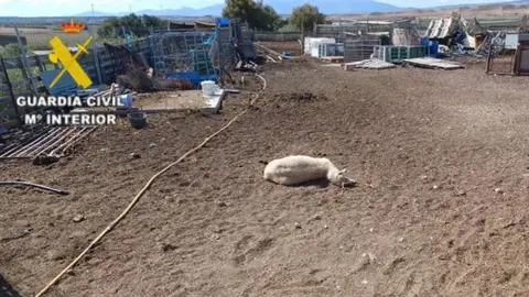 Una de las ovejas sustra&iacute;das en el corral del detenido.