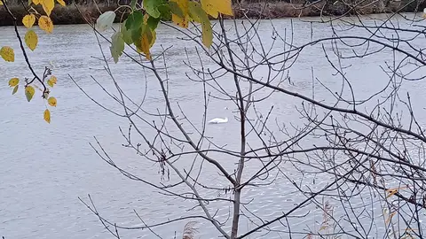 Un cisne vulgar se dej&oacute; ver en el r&iacute;o Ebro, a la altura del Paseo del Prado de Tudela, el 30 de noviembre del a&ntilde;o pasado