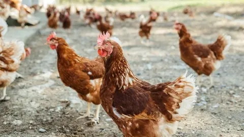 Archivo - Gallinas camperas o ecol&oacute;gicas