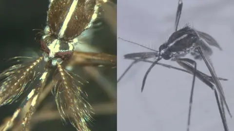 Imagen de un mosquito tigre macho (izquierda) y un mosquito tigre hembra (derecha).