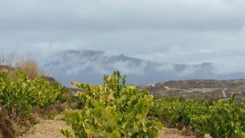 Archivo - Rioja aplica medidas adicionales de control para esta vendimia ante la situaci&oacute;n excepcional del vi&ntilde;edo