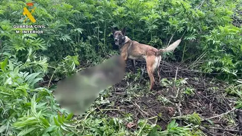 Perros desplazados desde Madrid han localizado el cad&aacute;ver del hombre v&iacute;ctima de homicidio en La Almunia de Do&ntilde;a Godina (Zaragoza).
