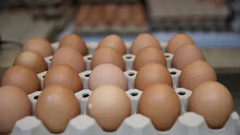 Archivo - La salmonela es la bacteria m&aacute;s frecuentemente asociada a las infecciones alimentarias por consumo de huevos