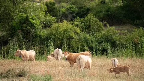 Archivo - Vacuno pirenaico en Echag&uuml;e