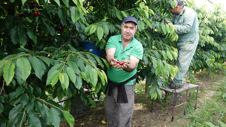 El productor Jos&eacute; Félix Zapata muestra orgulloso el buen fruto que est&aacute;n recolectando