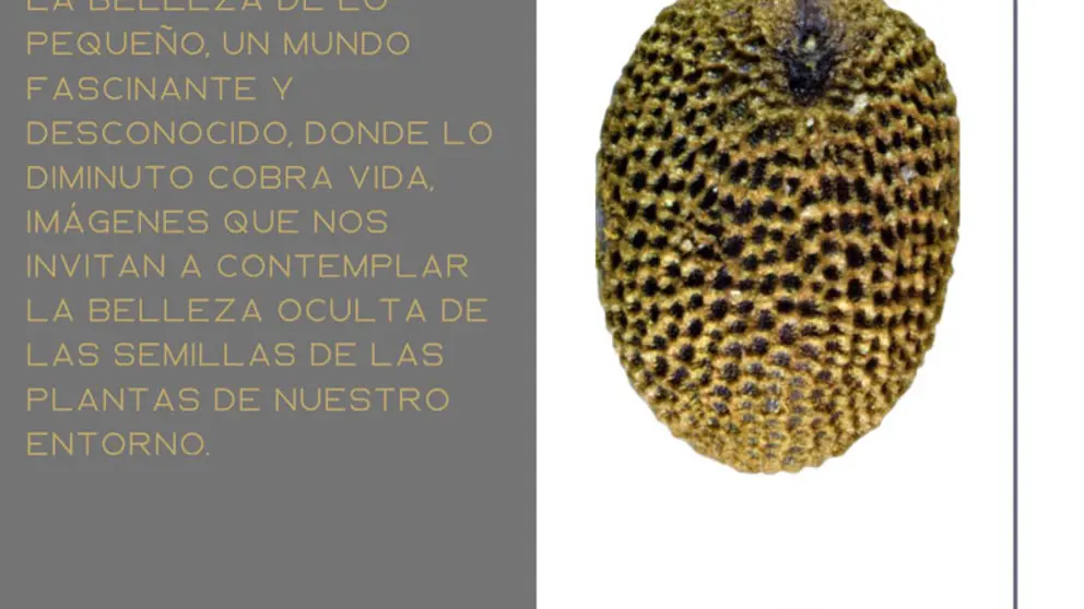 Exposici&oacute;n en Peralta de semillas de Cruz Miguel Babace