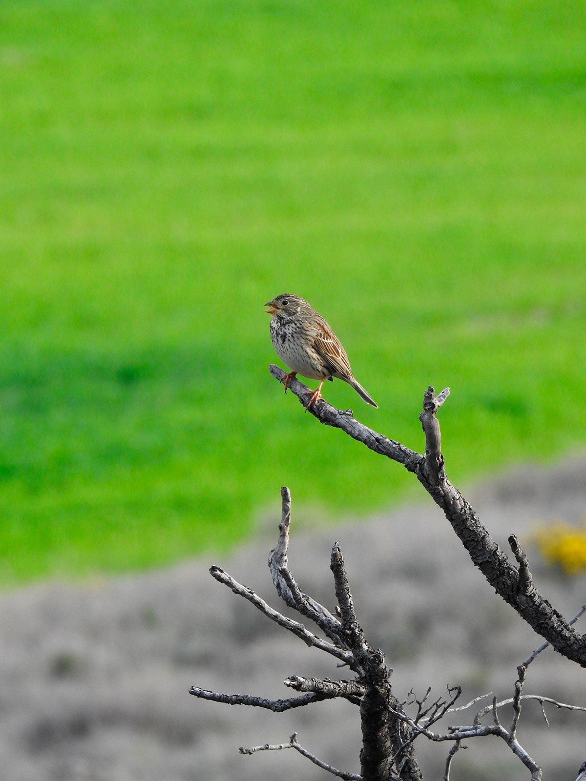 PAJARO-CANTANDO-EN-SU-PODADERO