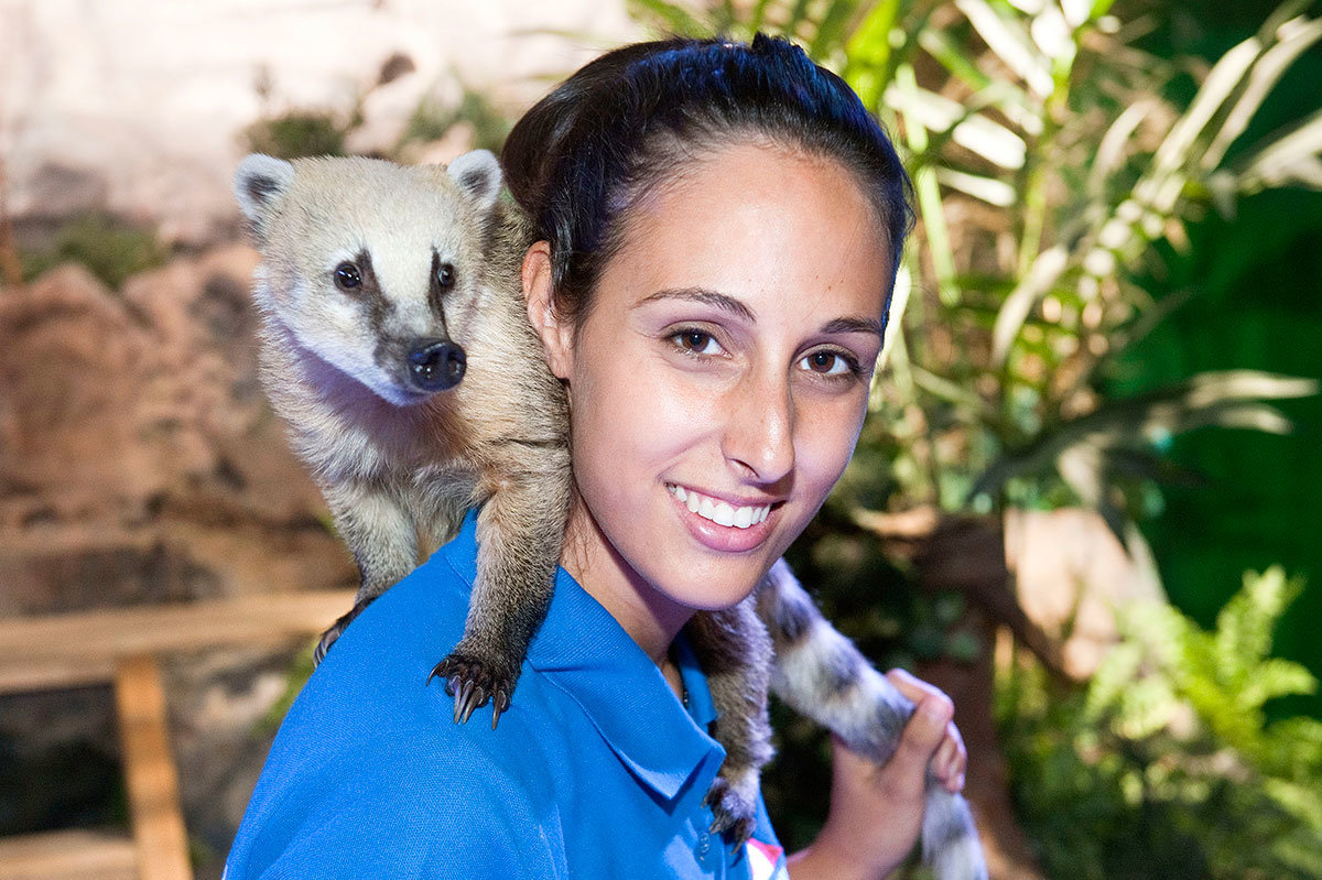 Mundo-Zoorprendente-(coatí)2