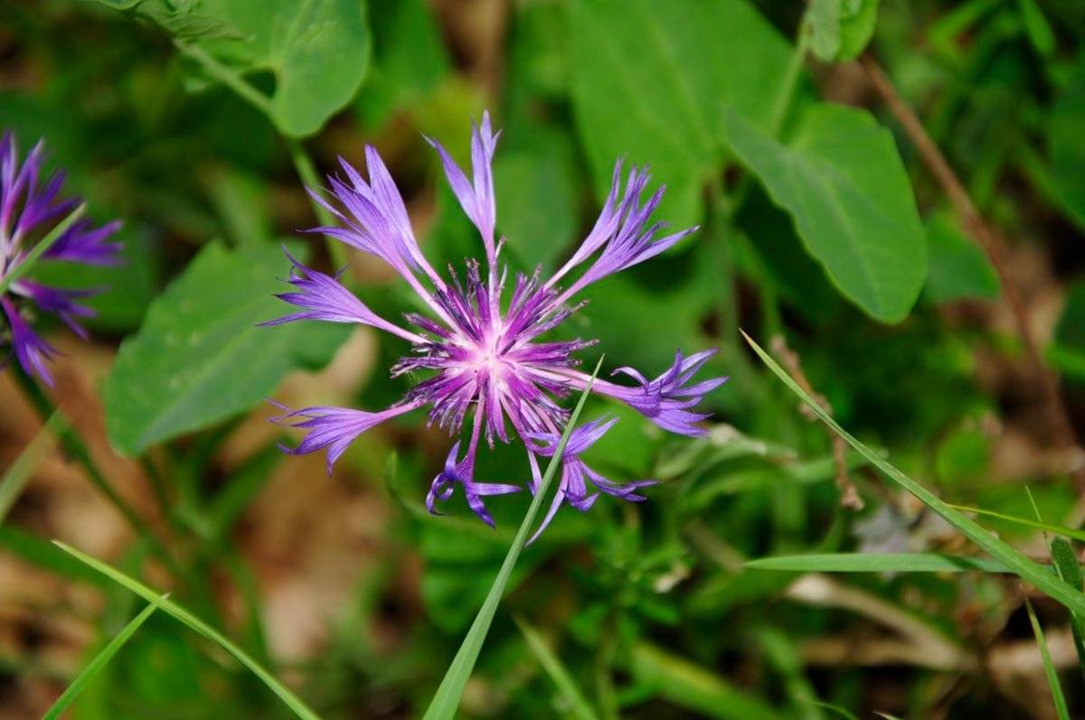 Azulejo-(Centaurea-cyanus)