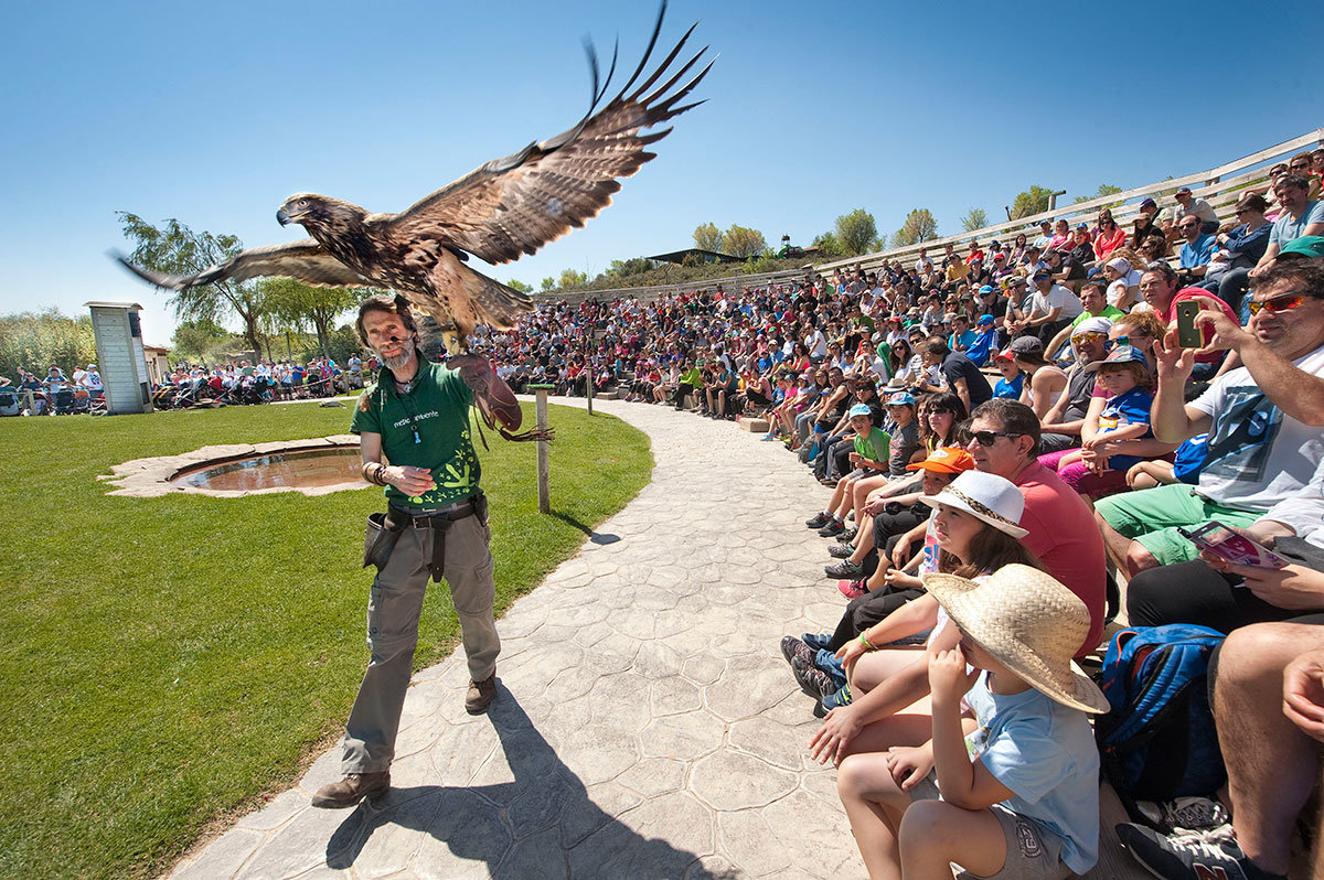 Exhibición-de-rapaces