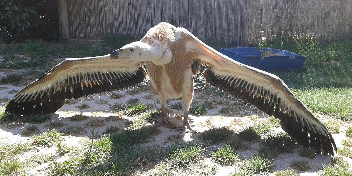 Buitre leonado actualmente