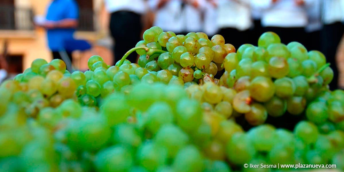 Vino vid uva racimo