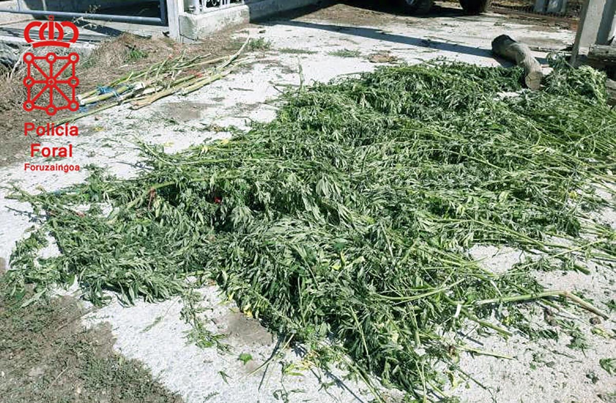 Parte de la plantación cercana a Leitza
