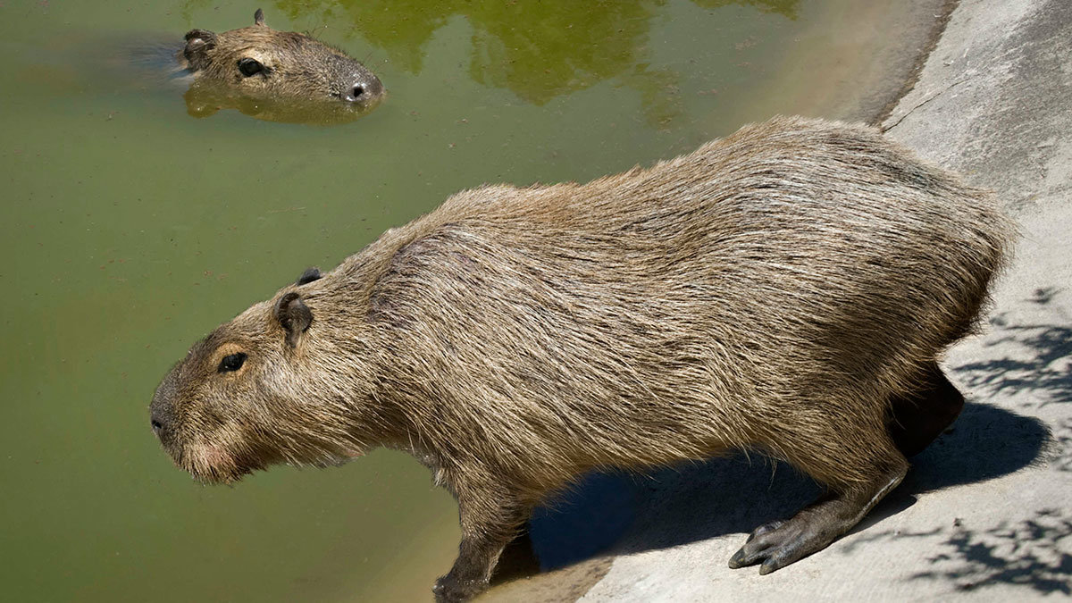 Capibara