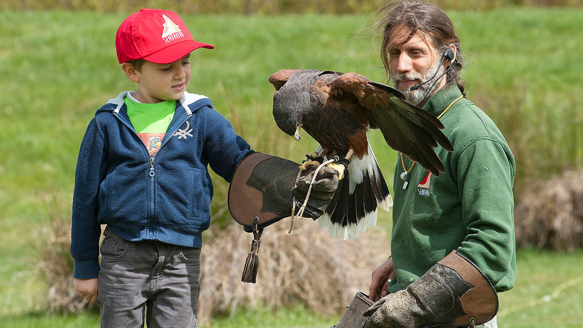 Guillermo-Herrero,-en-exhibición-de-rapaces