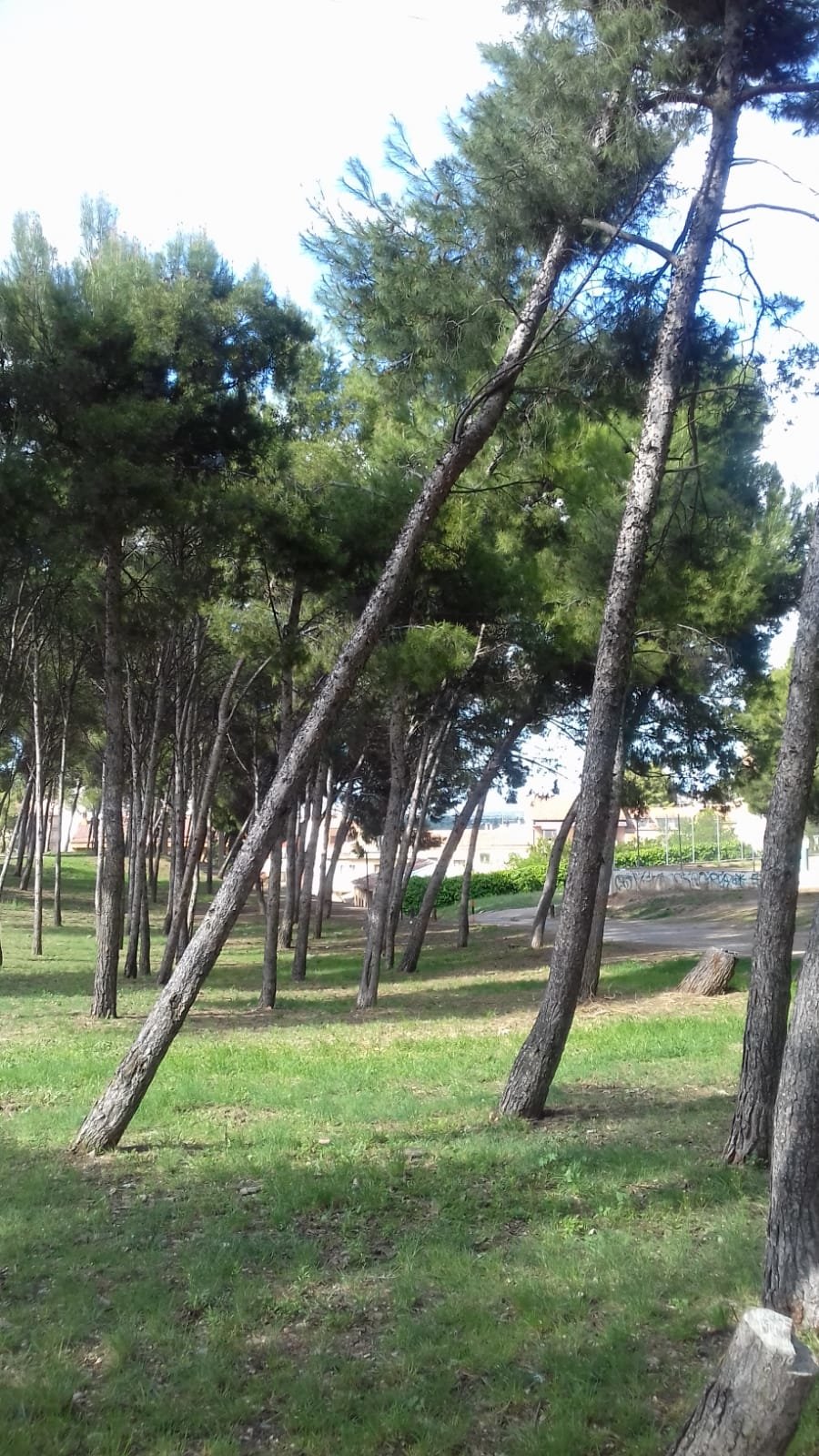 Árbol peligroso en Tudela