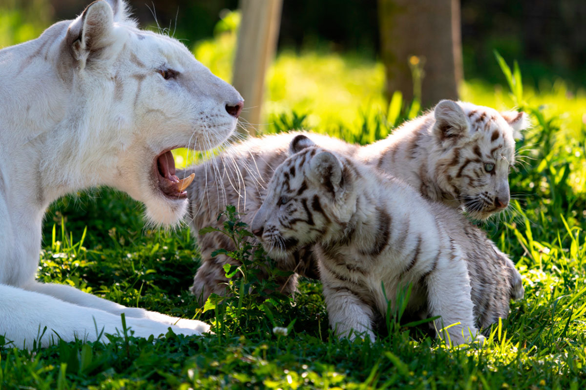 Tigres-blancos-Sendaviva