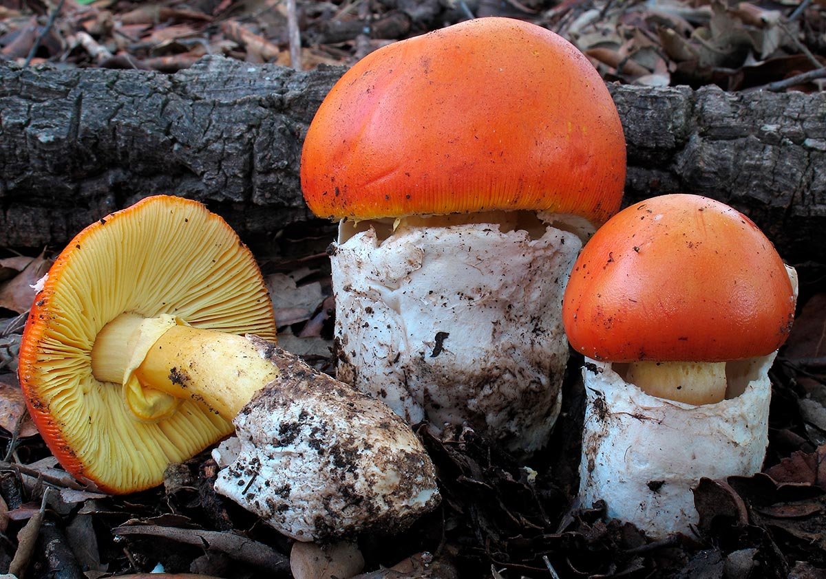 Seta Amanita caesarea