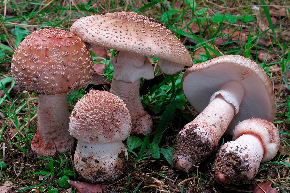 Seta Amanita rubescens