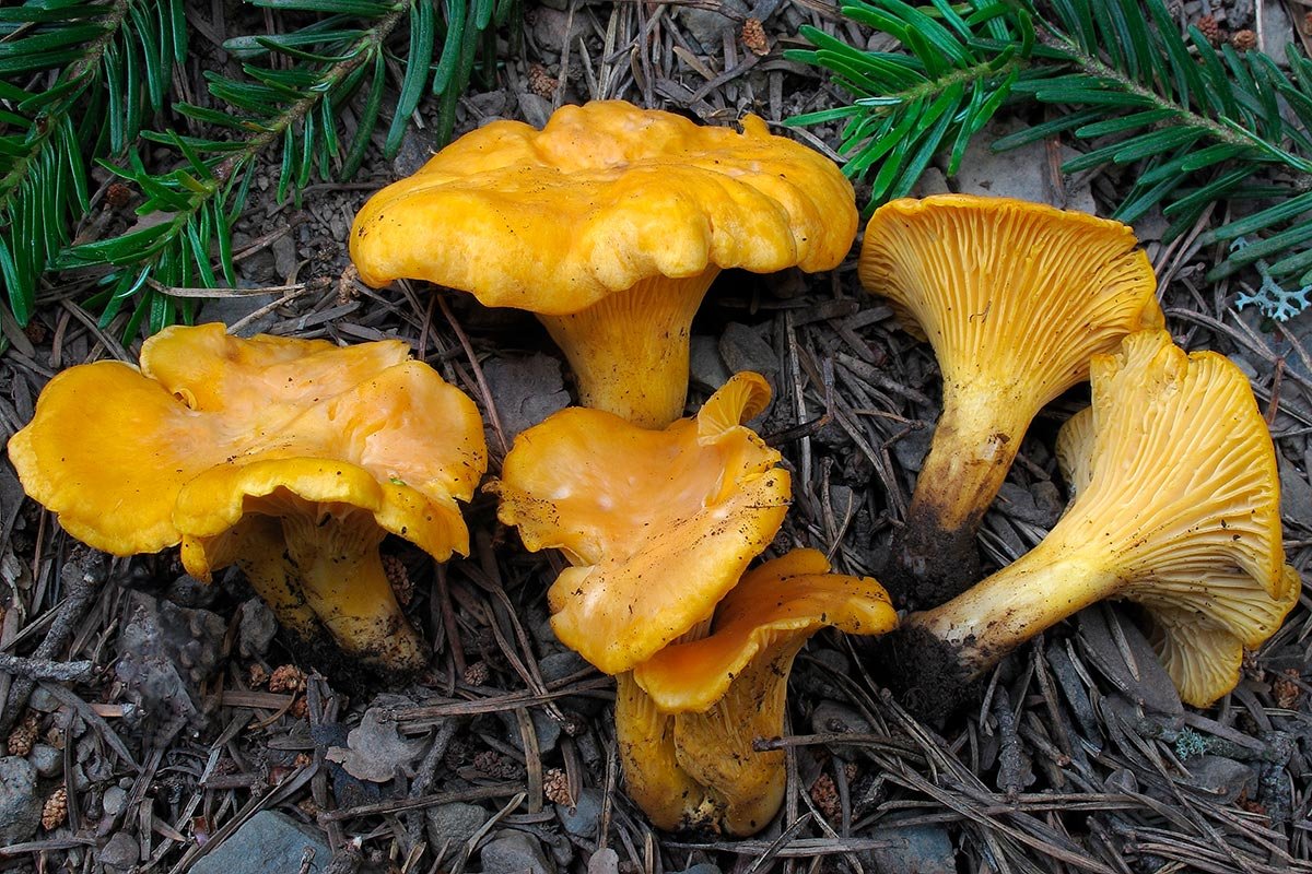 Seta Cantharellus cibarius