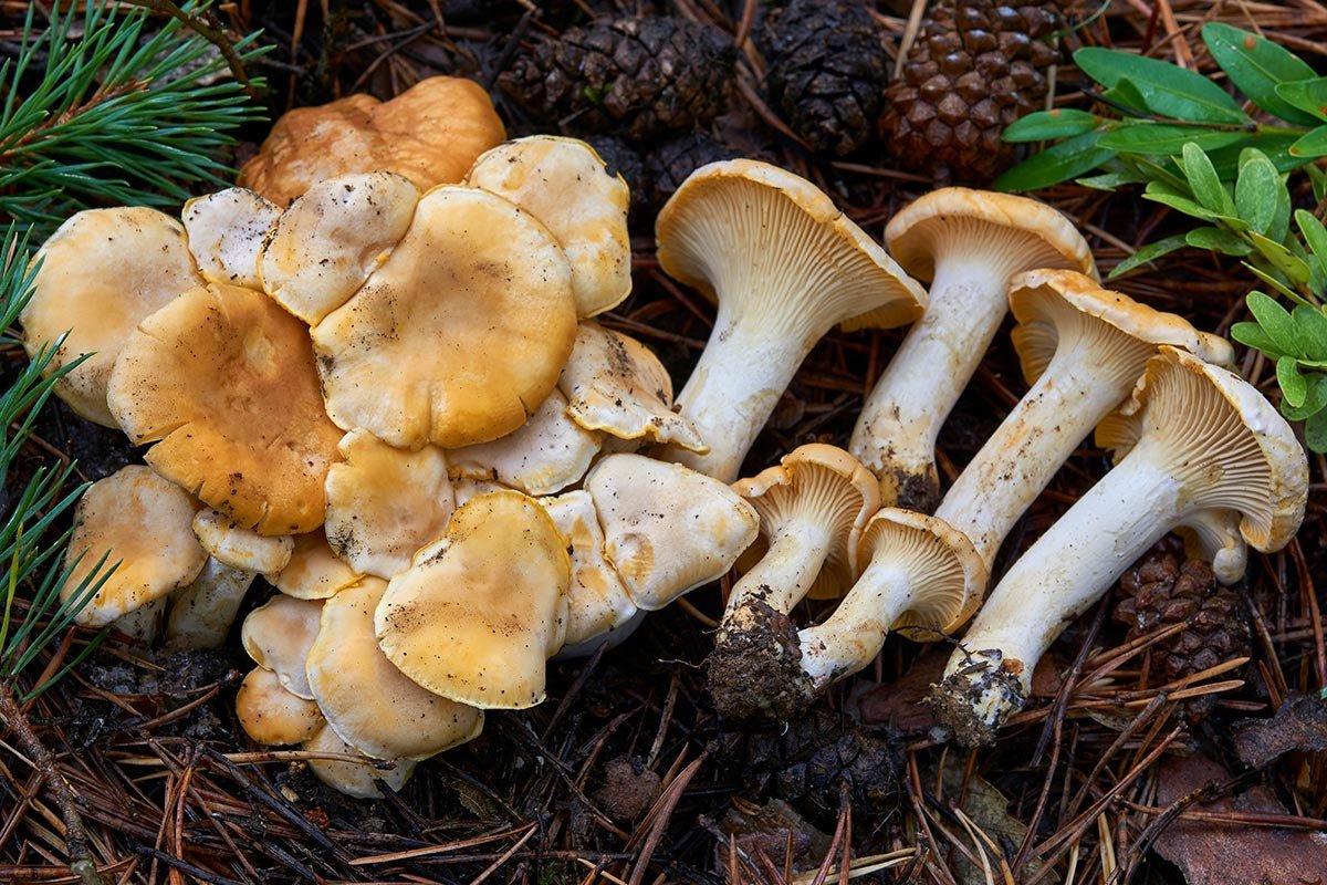 Seta Cantharellus subpruinosus