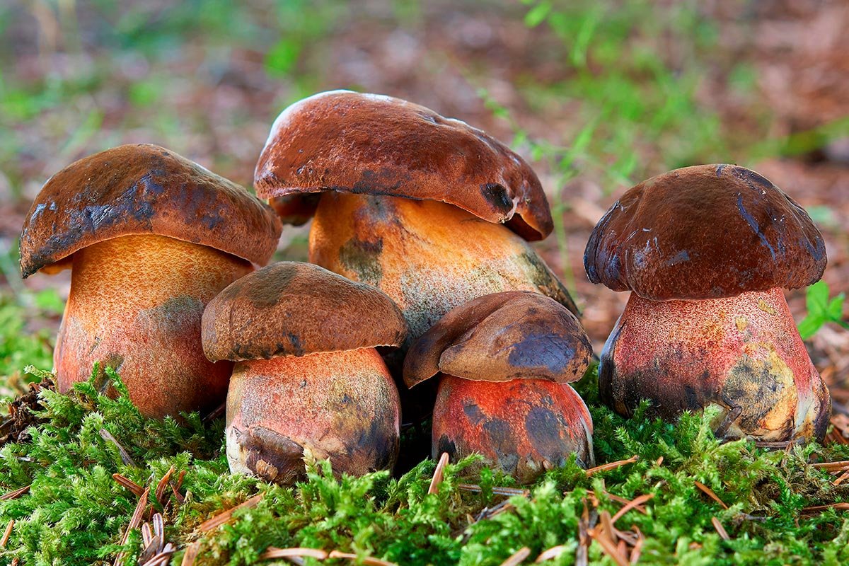 Seta Neoboletus erythropus