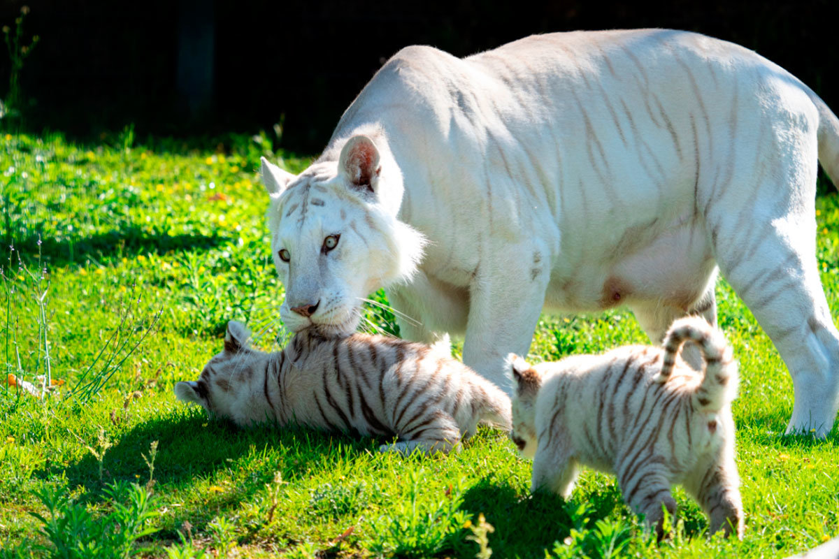Tigres blancos en Sendaviva
