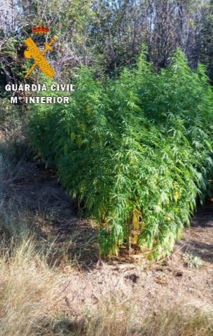Marihuana incautada 1