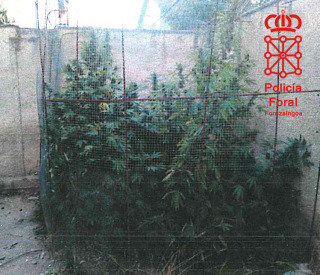 Siete plantas de marihuana encontradas en Cascante