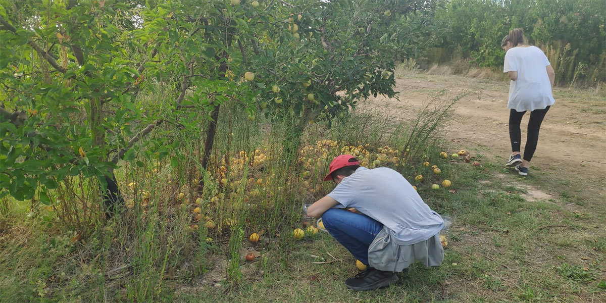 Proyecto Moscas en el Benjamín de Tudela 1