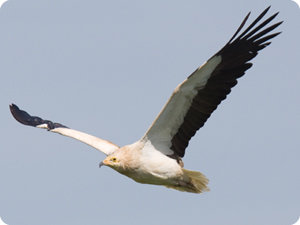 alimoche vuelo