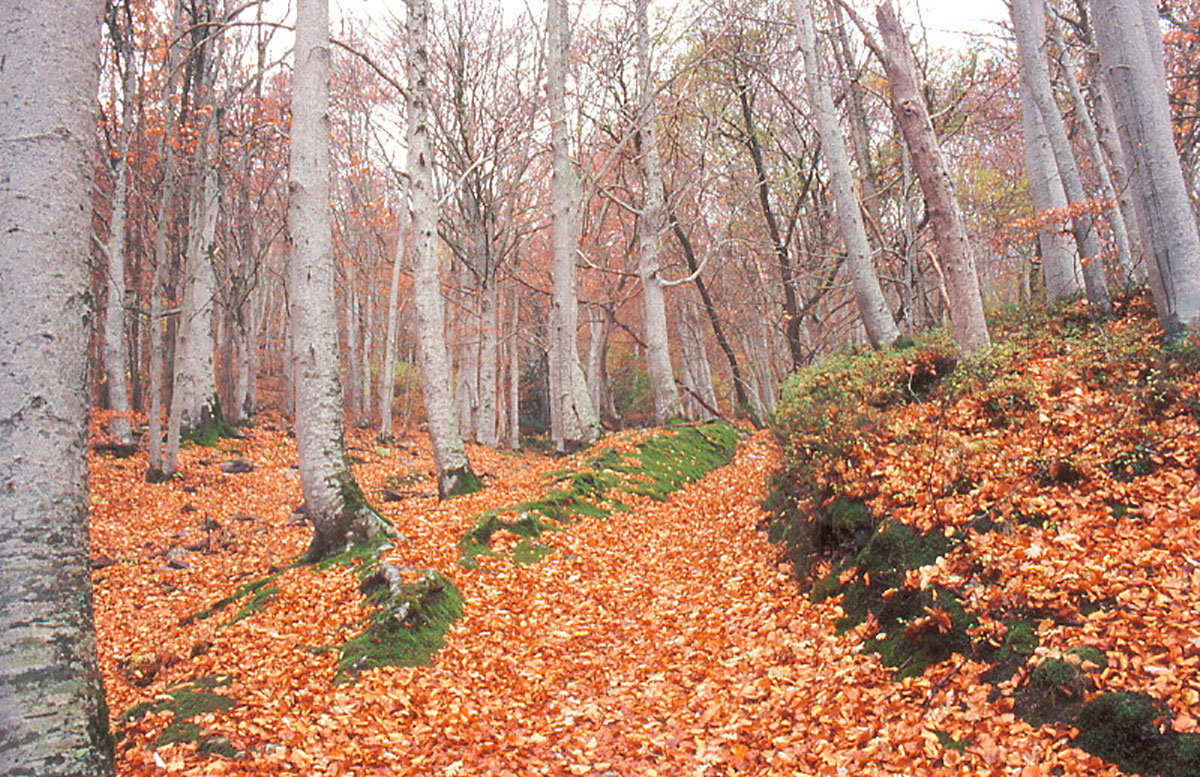 La Ruta del Hayedo del Moncayo