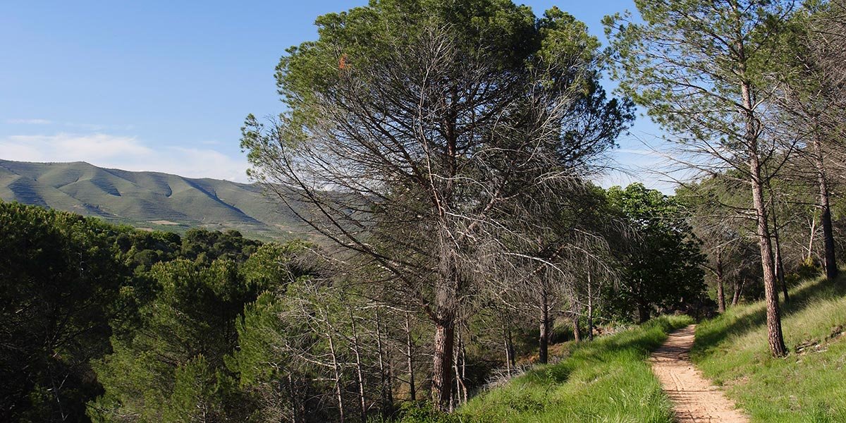 Sendero Vico (Autor, Gobierno de La Rioja)
