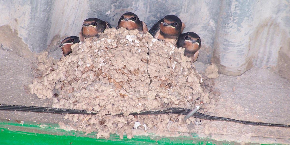 La campaña pretende concienciar sobre la amenaza que supone para las aves la destrucción de sus nidos