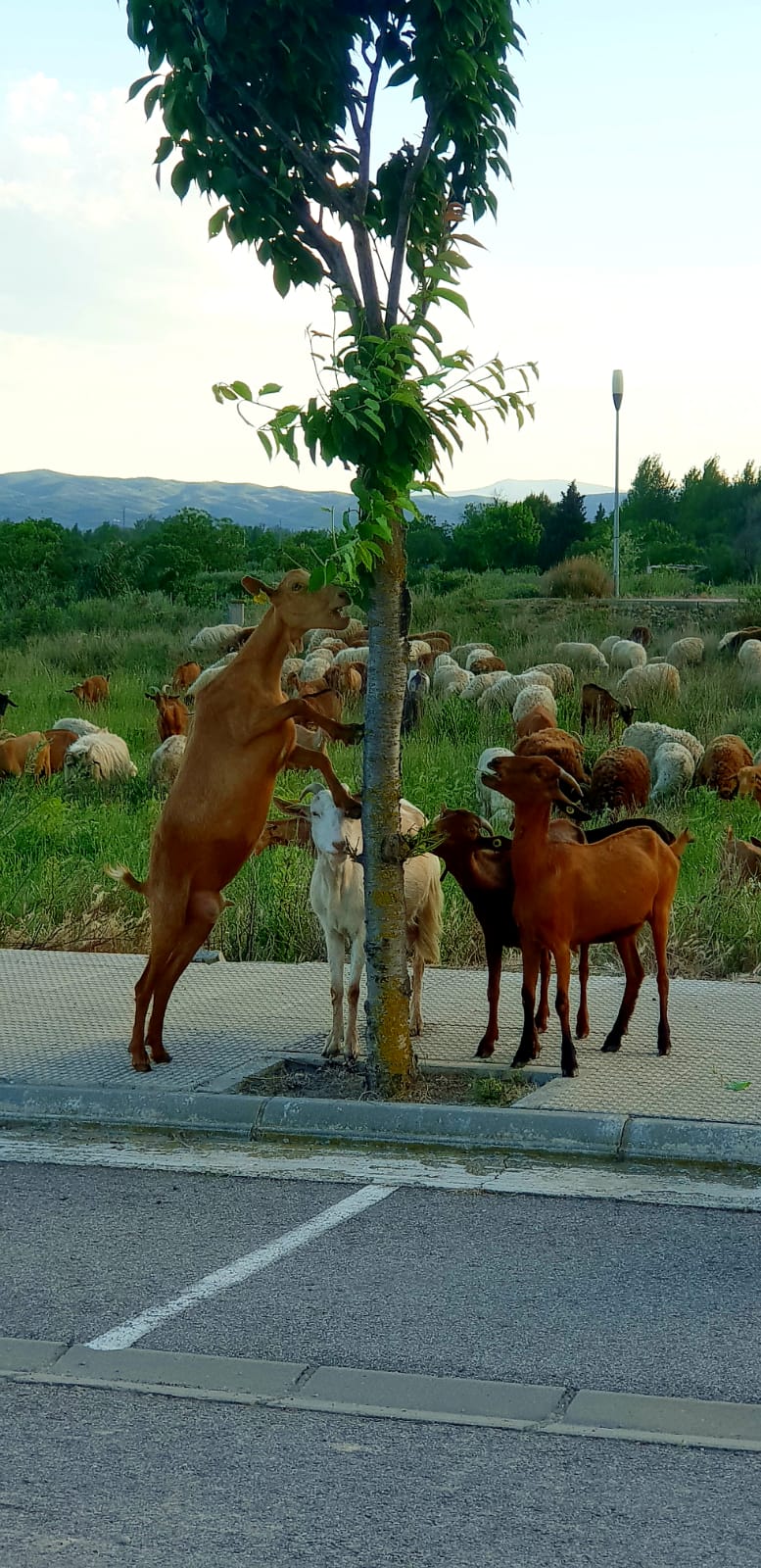 Cabras y ovejas eliminan las malas hierbas en Corella 2