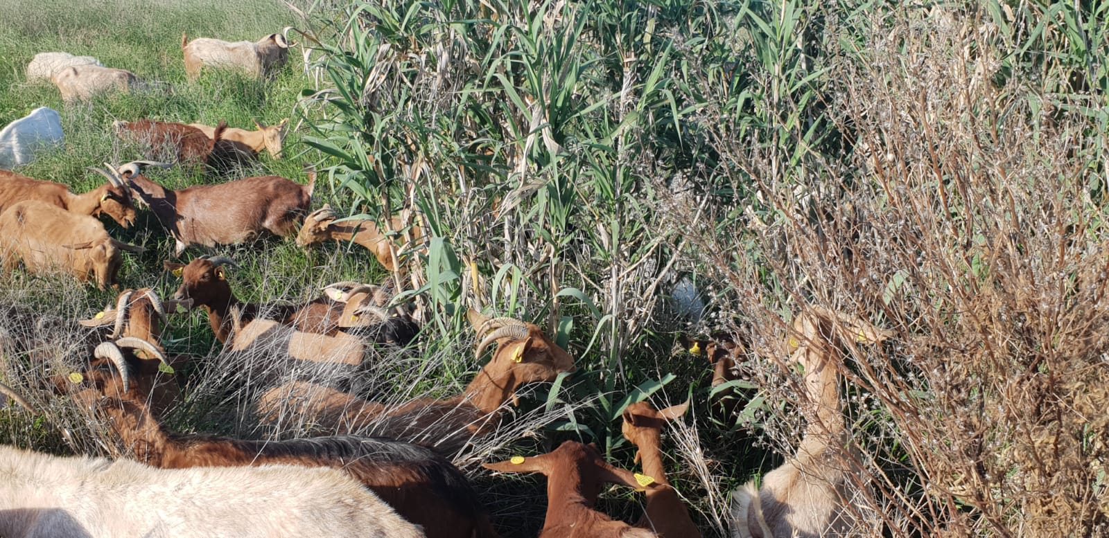 Cabras y ovejas eliminan las malas hierbas en Corella 3