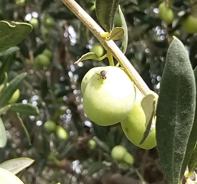 Mosca Olivo