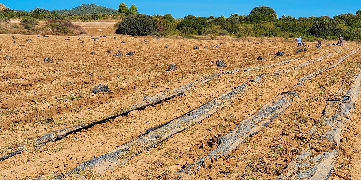 Plantación de pimiento en la localidad de Murillo el Fruto