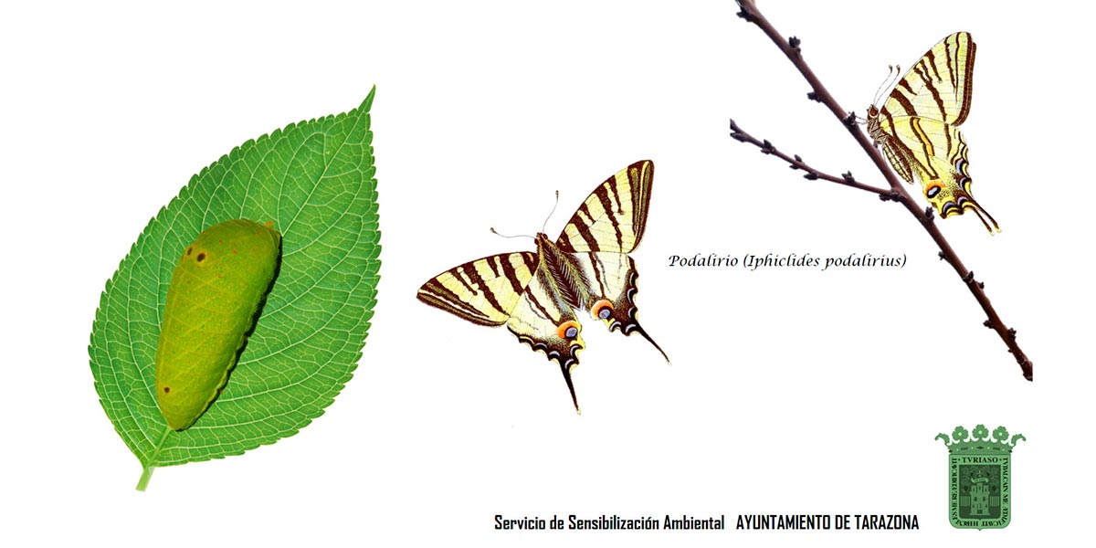 Mariposa podalirio