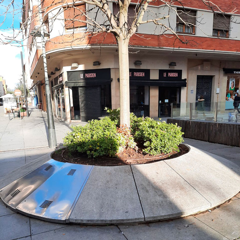 Fotografias arbolado plaza de la Judería 1