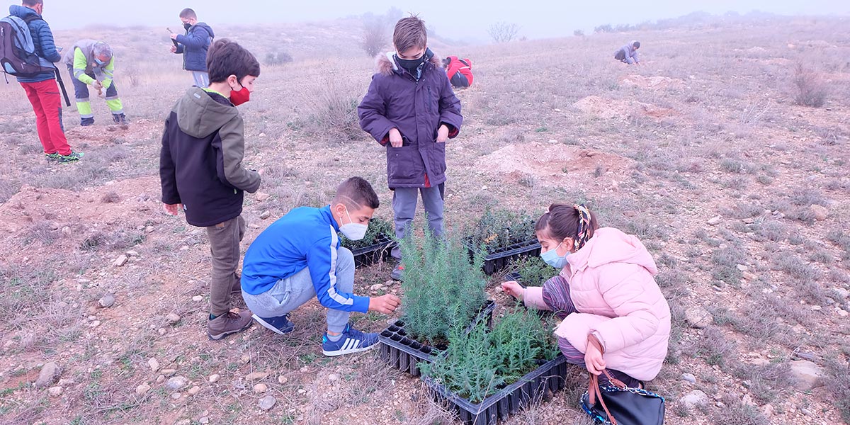 Escolares turiasonenses plantan 1.500 árboles 3