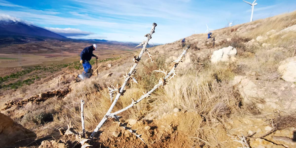 Plantación de 150.000 árboles en La Diezma 4