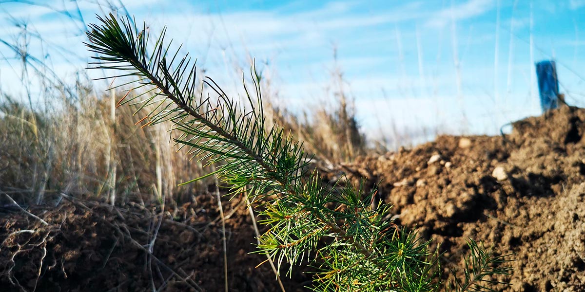 Plantación de 150.000 árboles en La Diezma 1