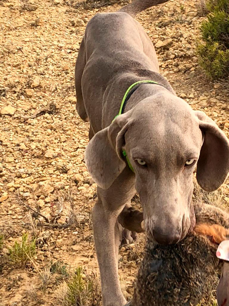 Un conejo capturado por un perro de caza