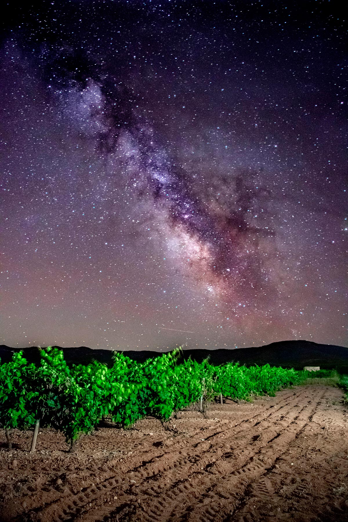 Consurso FotoVino Malón de Echaide Viñas Categoría Viña