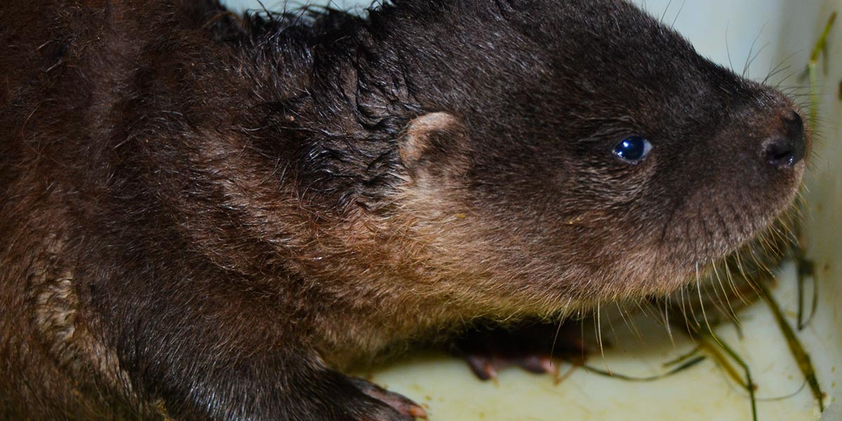Nutria 2