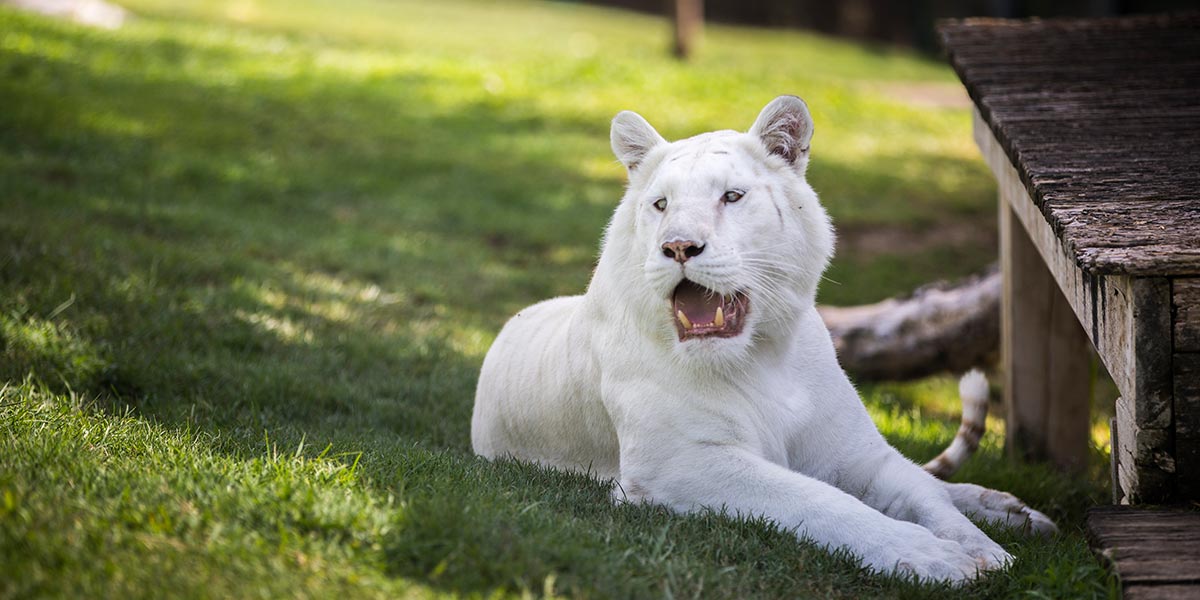 Tigre Blanco