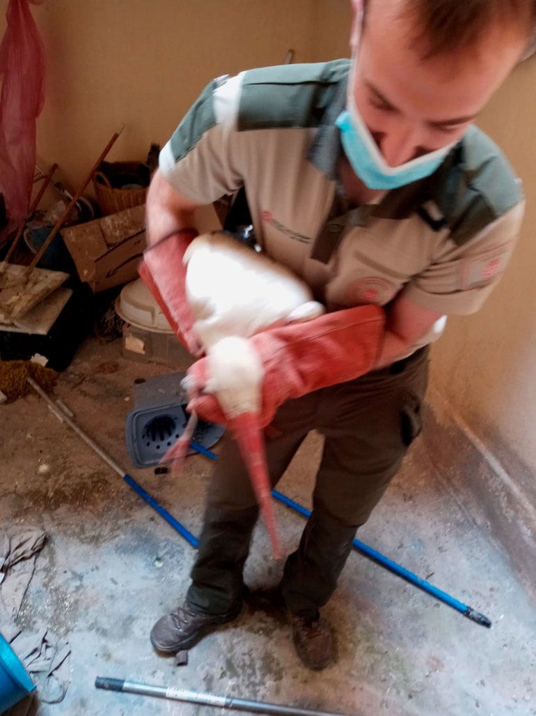 Cigüeña salvada en Cortes 1