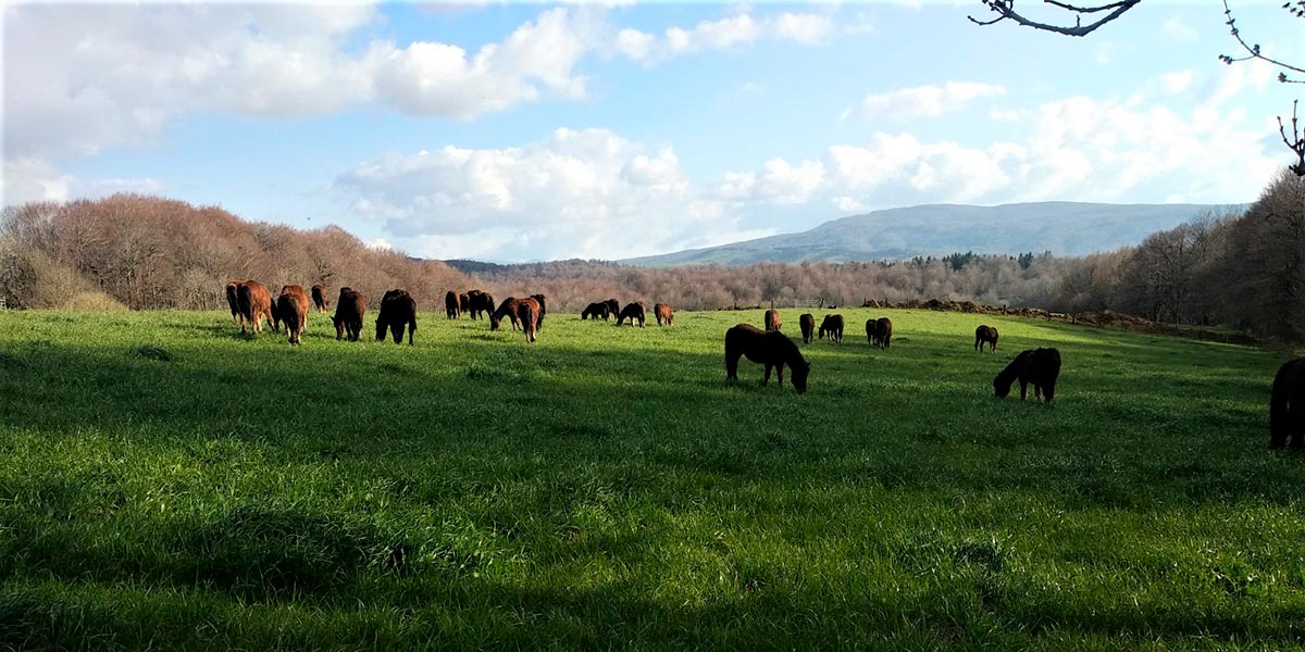Una manada de caballos en los pastos navarros
